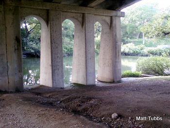 Geese under the bridge