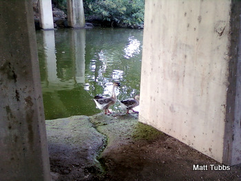 Geese under the bridge (closer)