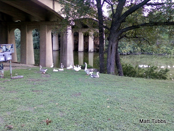 Geese chilling